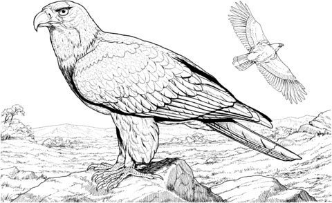 American Bald Eagle Coloring Page